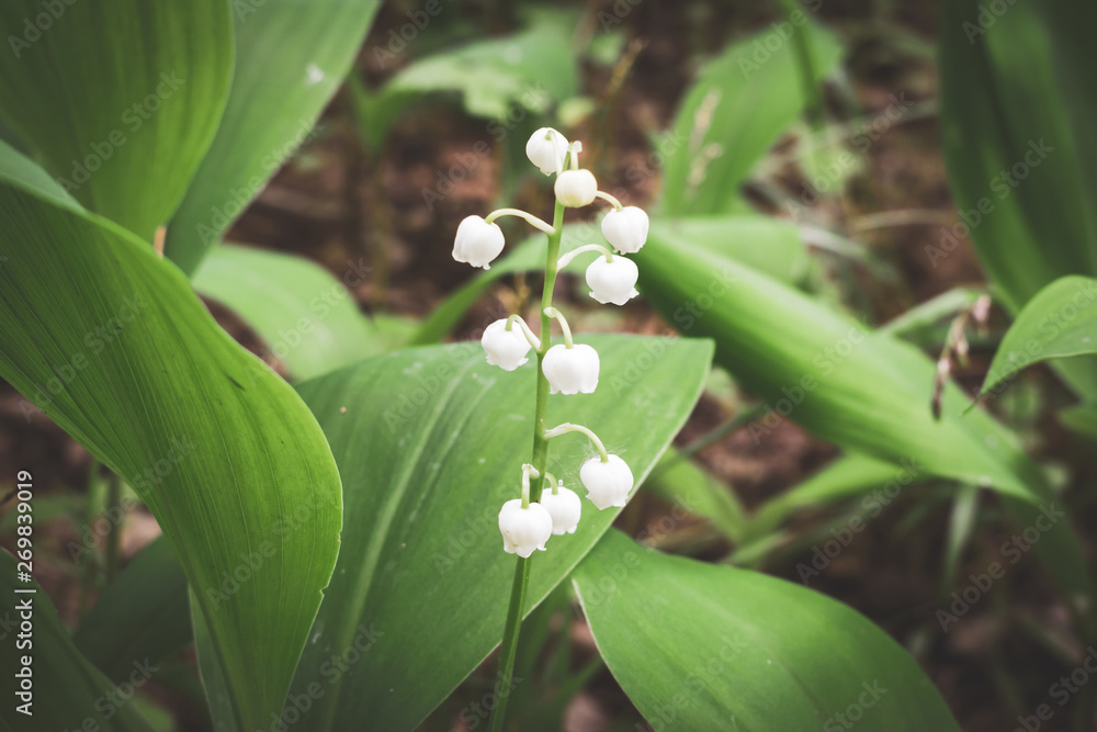 Obraz premium Lily of the valley