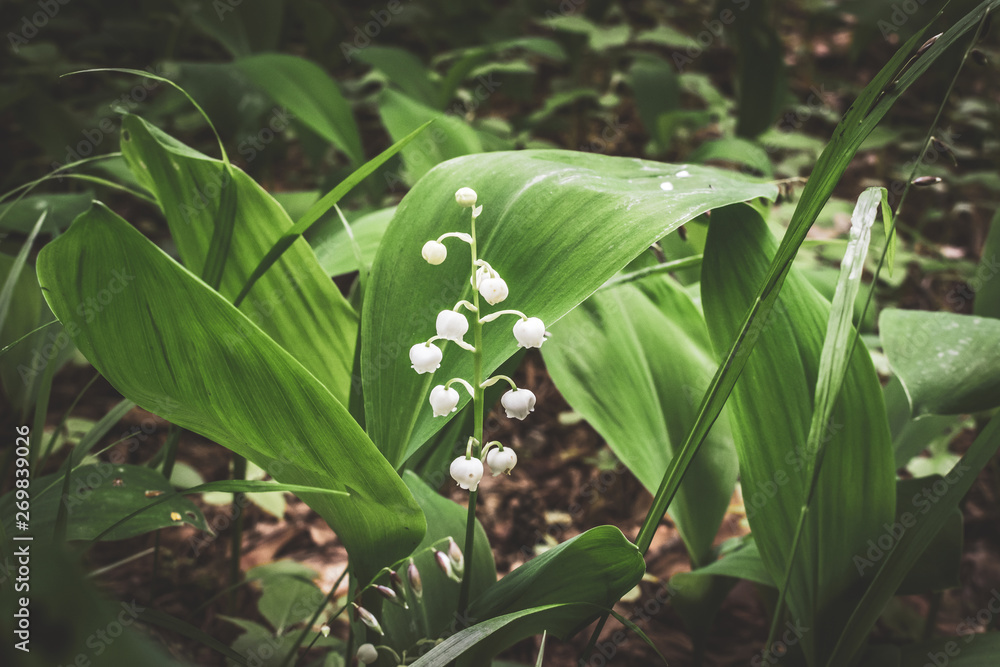 Obraz premium Lily of the valley