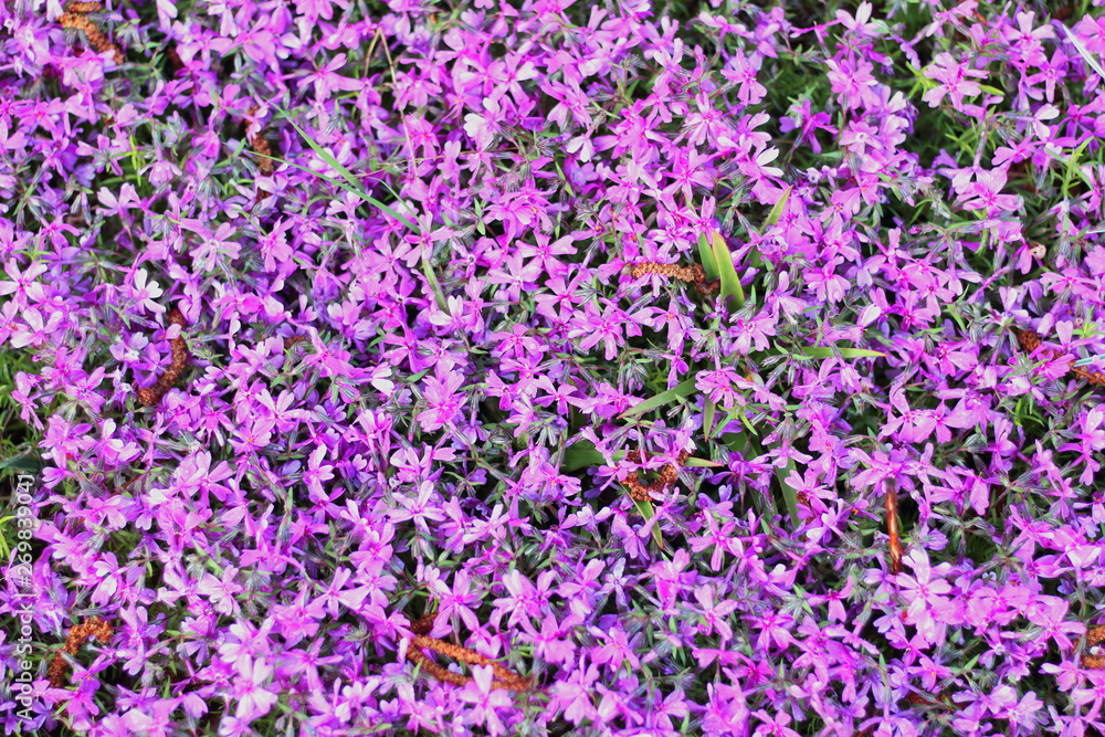 Background of garden flowers in shades of gray. Background of garden flowers in shades of gray.