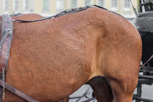 horse wool texture skin close