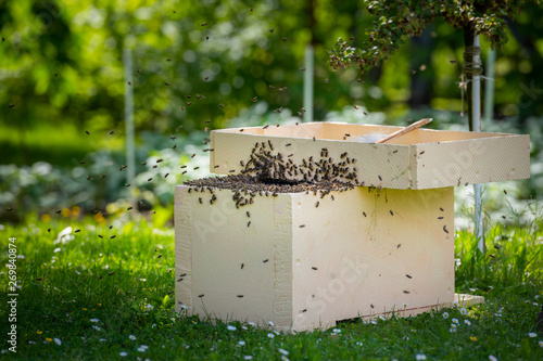 Beekeeping. Collecting escaped bees swarm from a tree. Apiary background. A swarm of European honey bees being collected after escaping.
