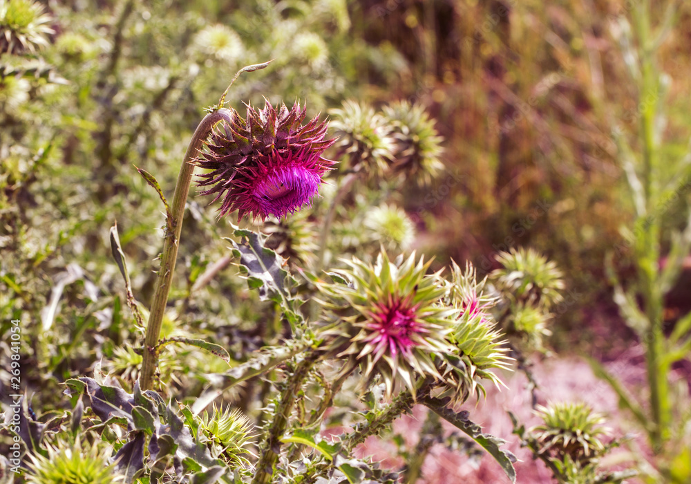 Pink thistle flowers in wild (herbal medicine Silybum marianum, milk thistle, Cardus marianus, Mediterranean milk cardus marianus). Floral blue-violet background. Pink spiny flower. Close-up. Nature Pink thistle flowers in wild (herbal medicine Silybum marianum, milk thistle, Cardus marianus, Mediterranean milk cardus marianus). Floral blue-violet background. Pink spiny flower. Close-up. Nature