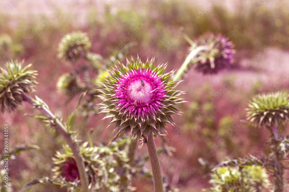 Pink thistle flowers in wild (herbal medicine Silybum marianum, milk thistle, Cardus marianus, Mediterranean milk cardus marianus). Floral blue-violet background. Pink spiny flower. Close-up. Nature