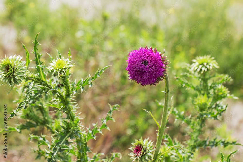 Pink thistle flowers in wild (herbal medicine Silybum marianum, milk thistle, Cardus marianus, Mediterranean milk cardus marianus). Floral blue-violet background. Pink spiny flower. Close-up. Nature Pink thistle flowers in wild (herbal medicine Silybum marianum, milk thistle, Cardus marianus, Mediterranean milk cardus marianus). Floral blue-violet background. Pink spiny flower. Close-up. Nature