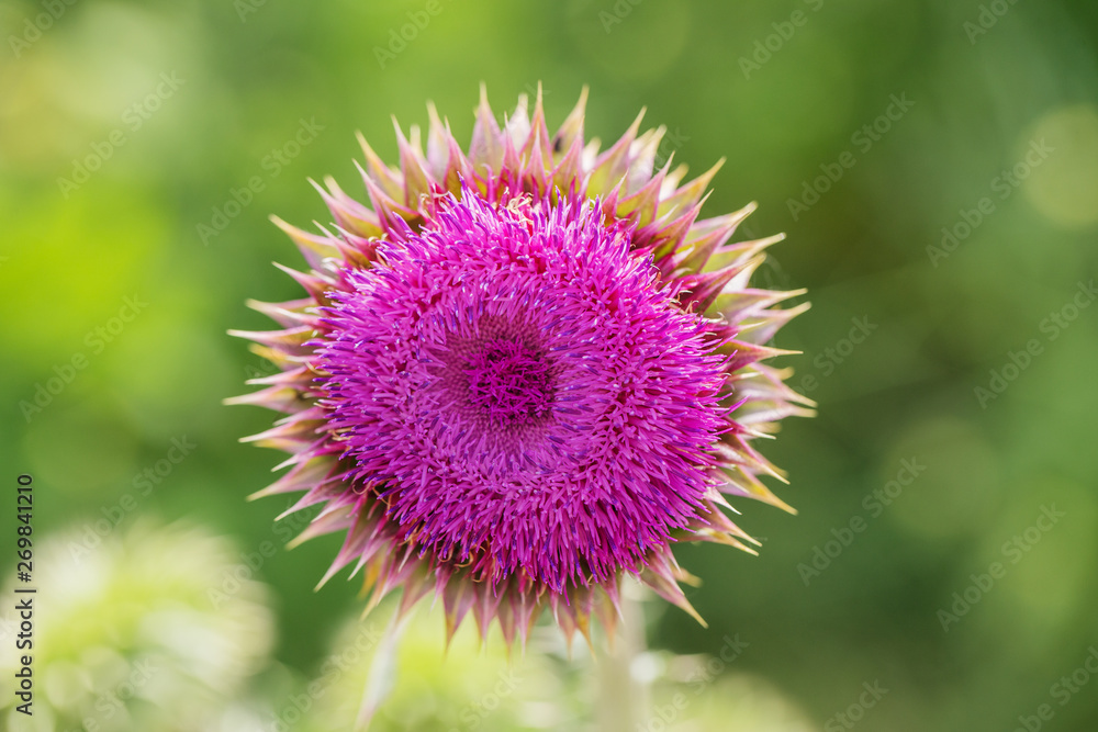 Pink thistle flowers in wild (herbal medicine Silybum marianum, milk thistle, Cardus marianus, Mediterranean milk cardus marianus). Floral blue-violet background. Pink spiny flower. Close-up. Nature Pink thistle flowers in wild (herbal medicine Silybum marianum, milk thistle, Cardus marianus, Mediterranean milk cardus marianus). Floral blue-violet background. Pink spiny flower. Close-up. Nature