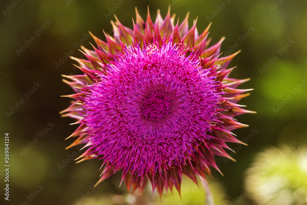 Pink thistle flowers in wild (herbal medicine Silybum marianum, milk thistle, Cardus marianus, Mediterranean milk cardus marianus). Floral blue-violet background. Pink spiny flower. Close-up. Nature Pink thistle flowers in wild (herbal medicine Silybum marianum, milk thistle, Cardus marianus, Mediterranean milk cardus marianus). Floral blue-violet background. Pink spiny flower. Close-up. Nature