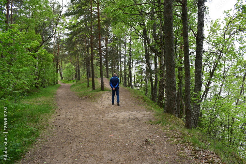 forest, trees and mountain slopes