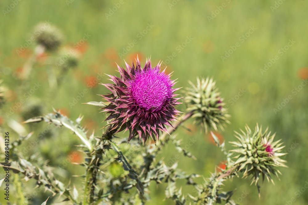 Pink thistle flowers in wild (herbal medicine Silybum marianum, milk thistle, Cardus marianus, Mediterranean milk cardus marianus). Floral blue-violet background. Pink spiny flower. Close-up. Nature Pink thistle flowers in wild (herbal medicine Silybum marianum, milk thistle, Cardus marianus, Mediterranean milk cardus marianus). Floral blue-violet background. Pink spiny flower. Close-up. Nature