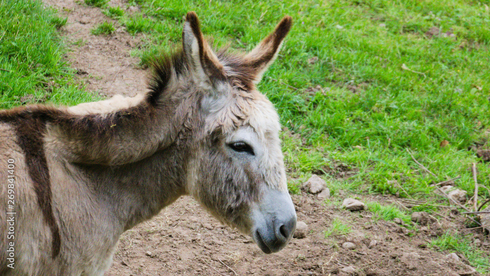 donkey on a green meadow