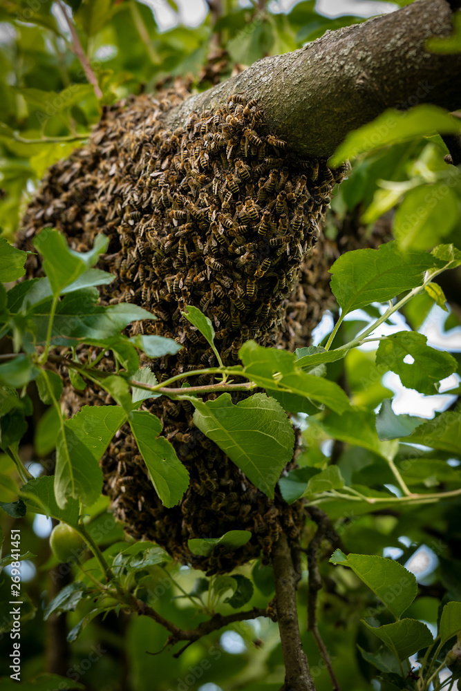 Beekeeping. Escaped bees swarm nesting on a tree. Apiary background. A swarm of European honey bees clinging to a tree. Beekeeping. Escaped bees swarm nesting on a tree. Apiary background. A swarm of European honey bees clinging to a tree.