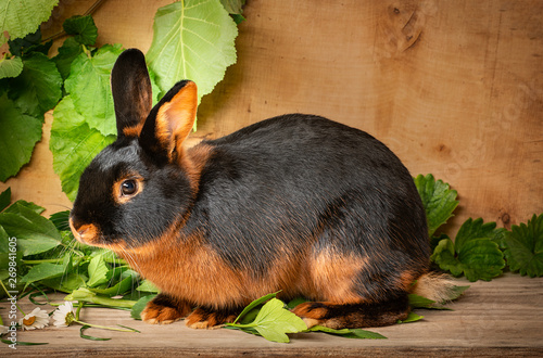 The Tan rabbit on a wooden background with graas and leaves - the studio portrait photo