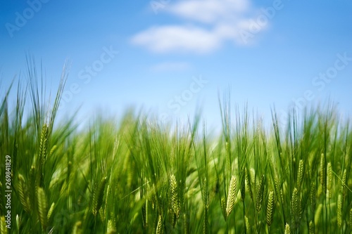 麦畑と青い空