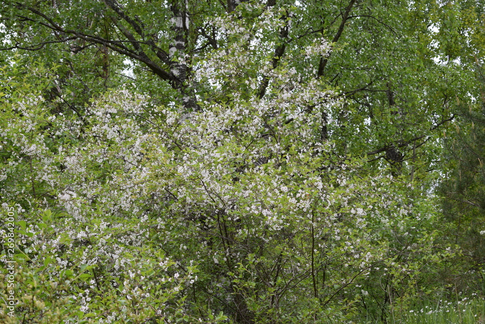 flowering tree in spring