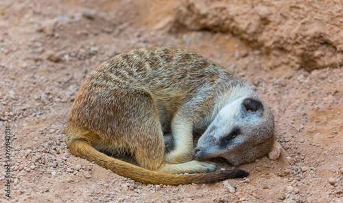 Canvas Print Meerkat or suricate (Suricata suricatta)