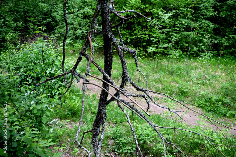 tree in the forest