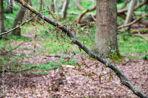 Winter moth (operophtera brumata) caterpillar and the forest destruction with caterpillars eatings woodland leaves