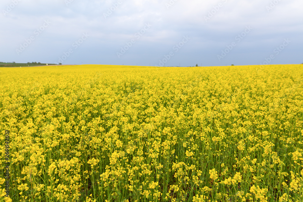 Yellow fields of flowers in summer time. Yellow fields of flowers in summer time.