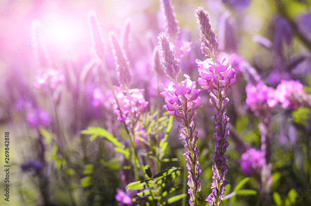 Obraz premium Onobrychis viciifolia inflorescence, common sainfoin with pink flowers. Wild pink flowers with sun flare background