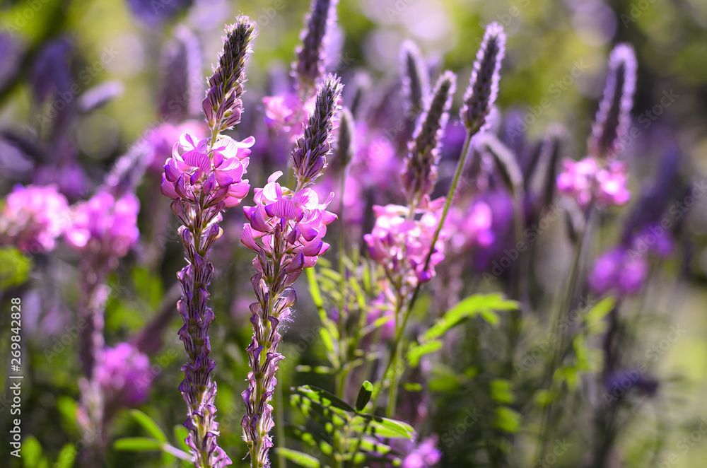 Obraz premium Onobrychis viciifolia inflorescence, common sainfoin with pink flowers. Wild pink flowers background