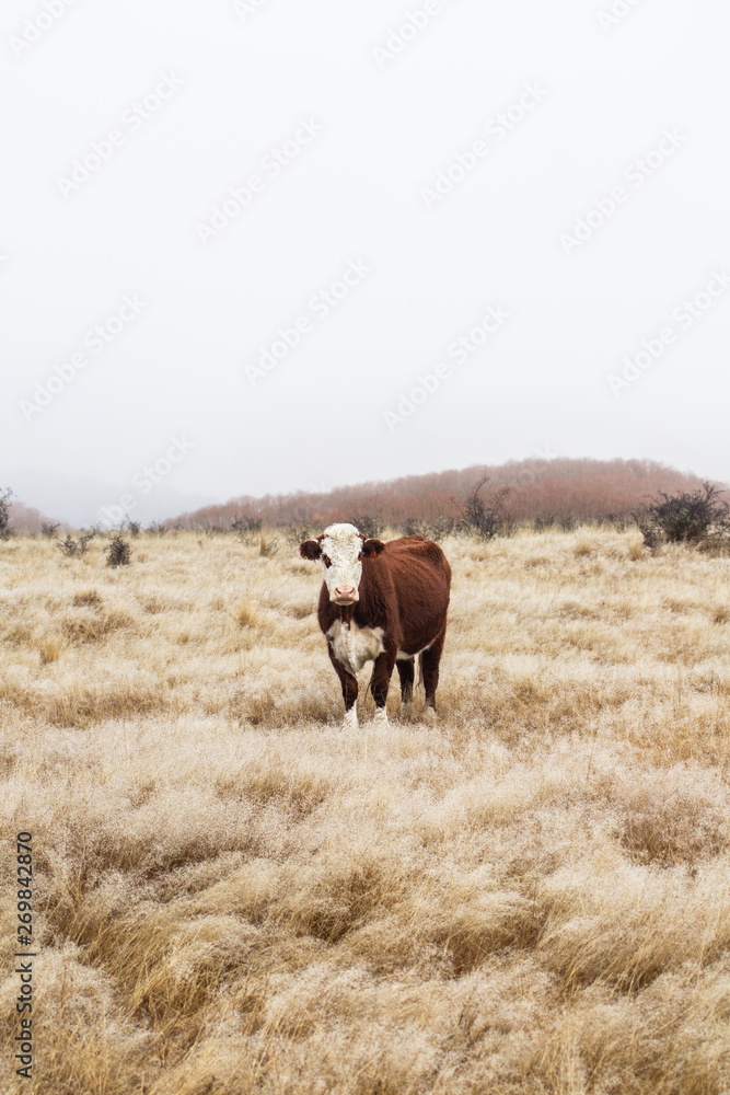 Close up view of standing brown adult cow.  in the field. Foggy moody weather, minimalism. Mount Aspiring National Park, New Zealand.