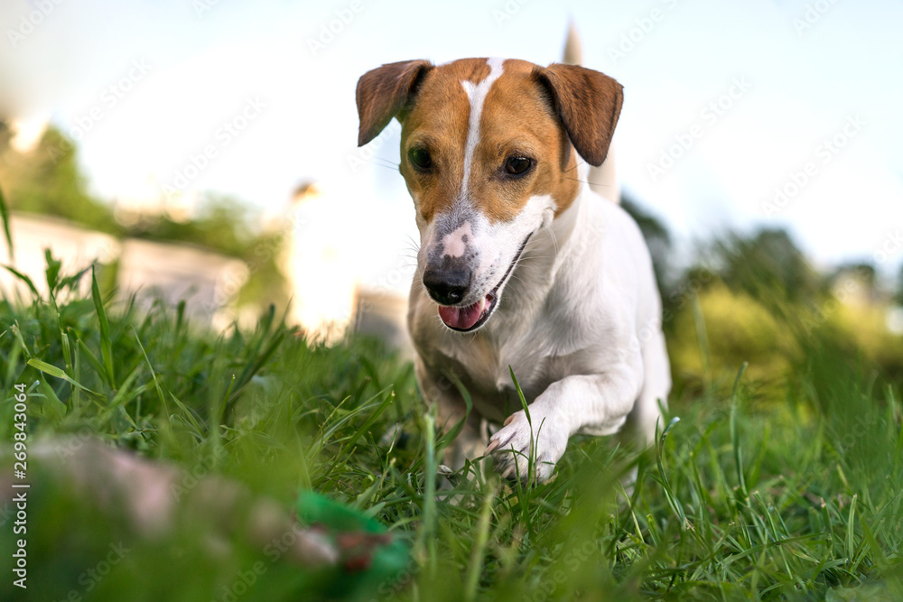 dog jack russell terrier playing close-up