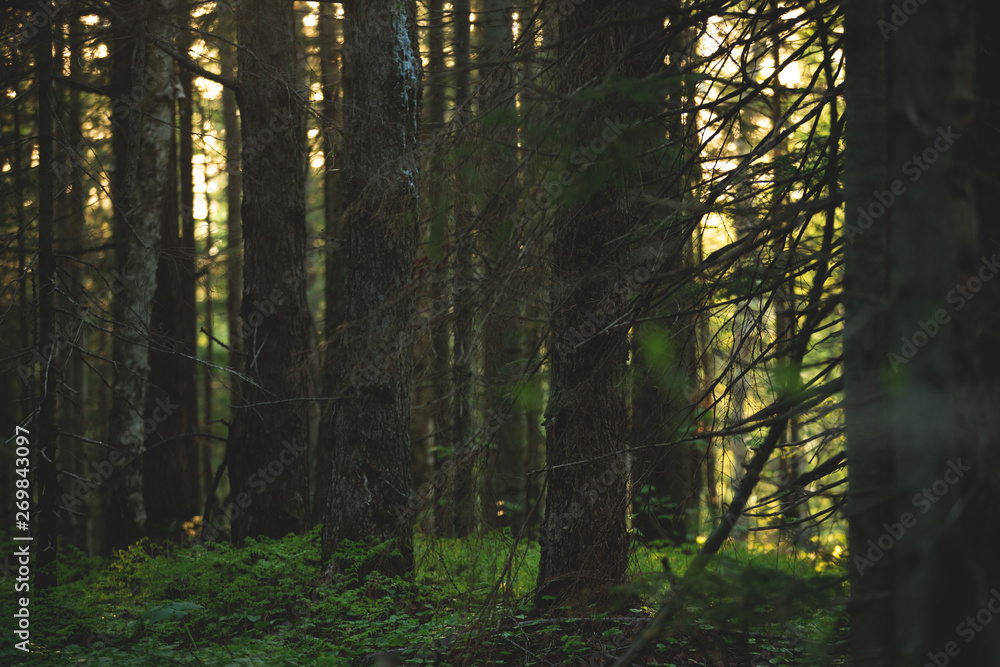 Fototapeta premium Beautiful mysterious forest at sunset