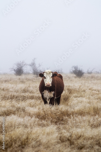 Close up view of standing brown adult cow.  in the field. Foggy moody weather  minimalism. Mount Aspiring National Park  New Zealand.