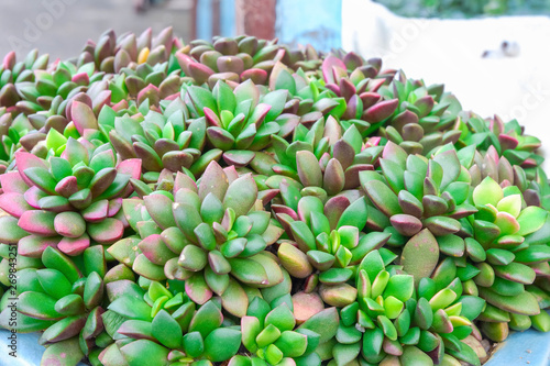 colorful anacampseros  succulent  growing on pot