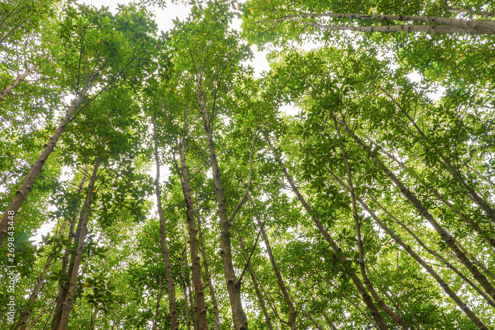mangrove tree mangrove tree