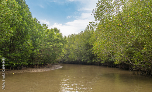 mangrove forest along  river