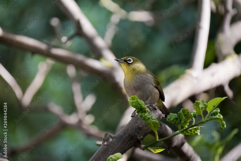 Fototapeta premium Cape White Eye on a branch