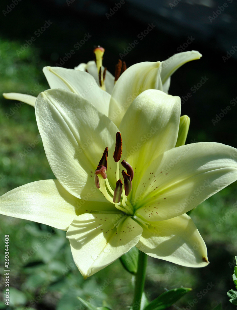 close up yellow and Green lilies close up yellow and Green lilies