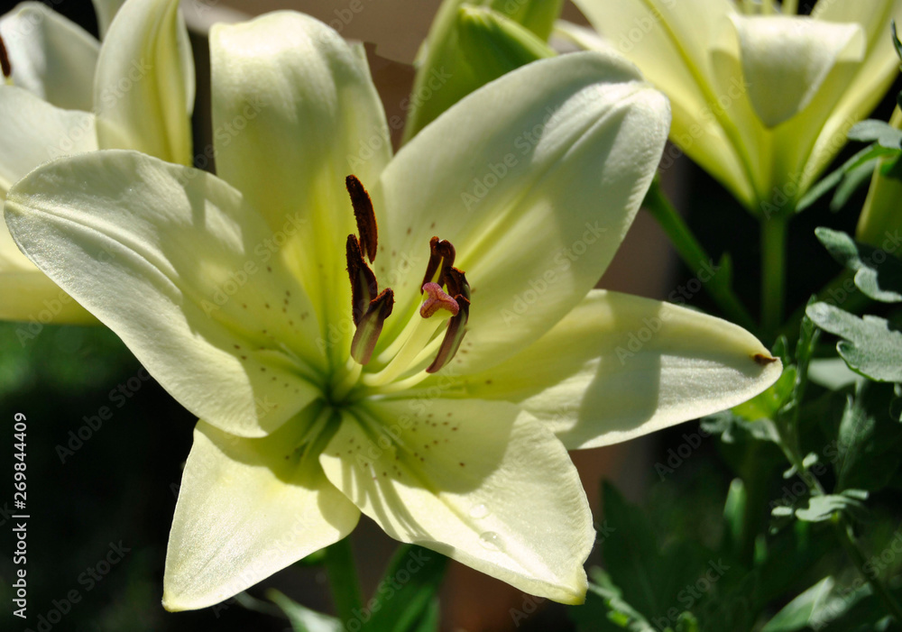 close up yellow and Green lilies close up yellow and Green lilies