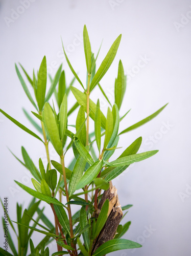 rowth green buds on white background.