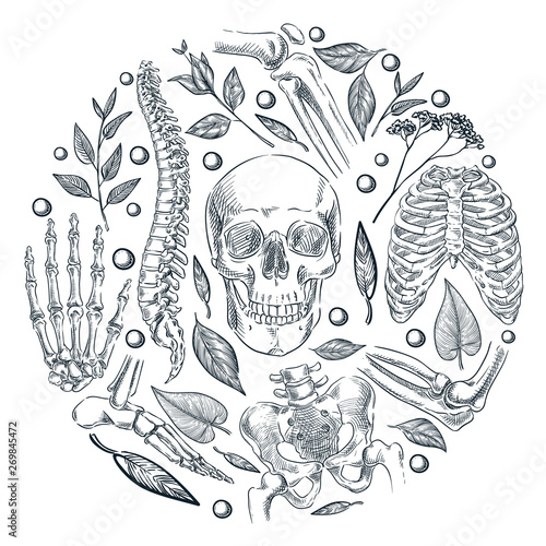 Human skeleton, bones, joints medical poster or label design. Vector sketch illustration. Natural orthopedics treatment