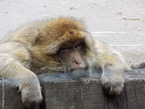 sleepy monkey