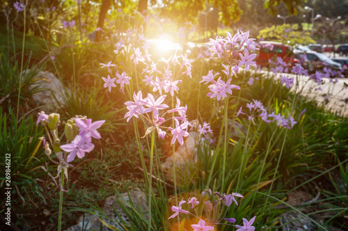 delicate pink branches of wild garlic in landscape design on a lawn in the evening. Close-up  background