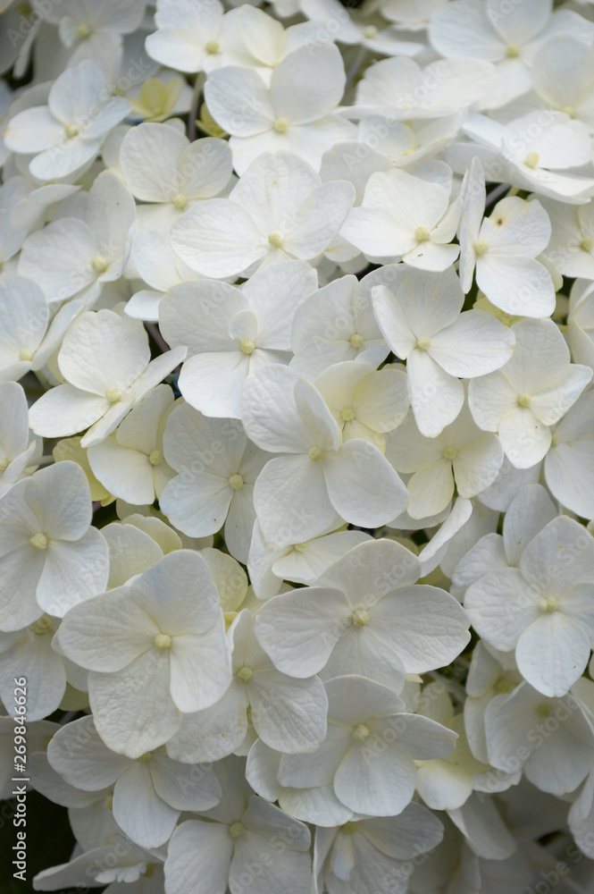 紫陽花の花 紫陽花の花