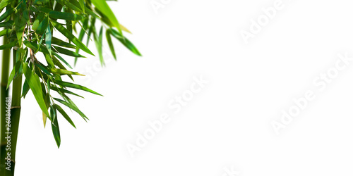 bambuszweig auf weiss © winyu