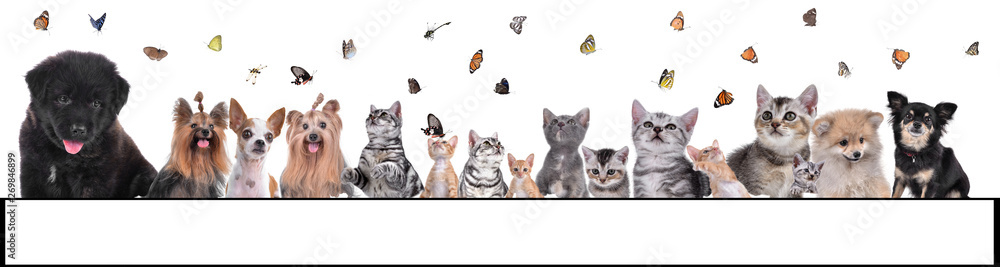 group of dog and cat Pet  isolated on white background
