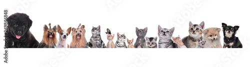 group of dog and cat Pet  isolated on white background