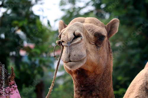 camel © sydan