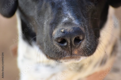 Beautiful happy black and white dog