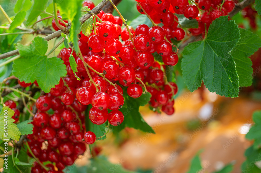 Healthy redcurrant on bush in garden in summer day Healthy redcurrant on bush in garden in summer day