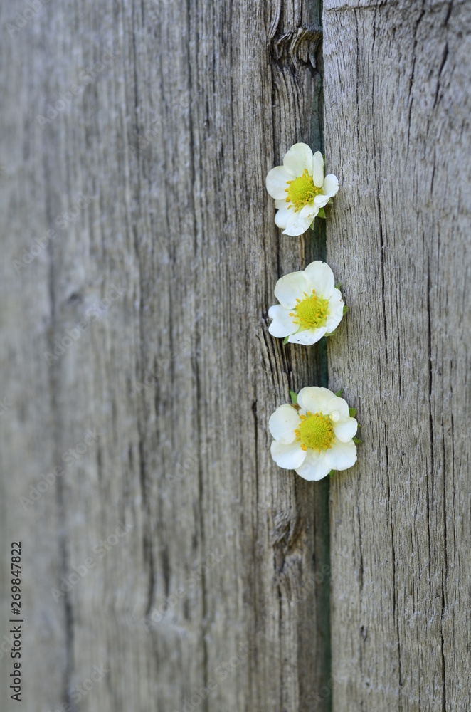 White flowers on the background of old boards White flowers on the background of old boards