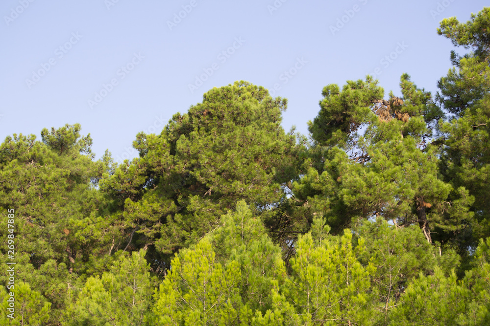 Looking up at pine trees with needles shining in the sun against a vivid blue sky.