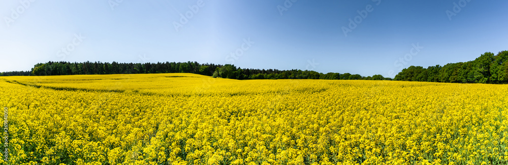 Panoramabild von Rapsfeldern