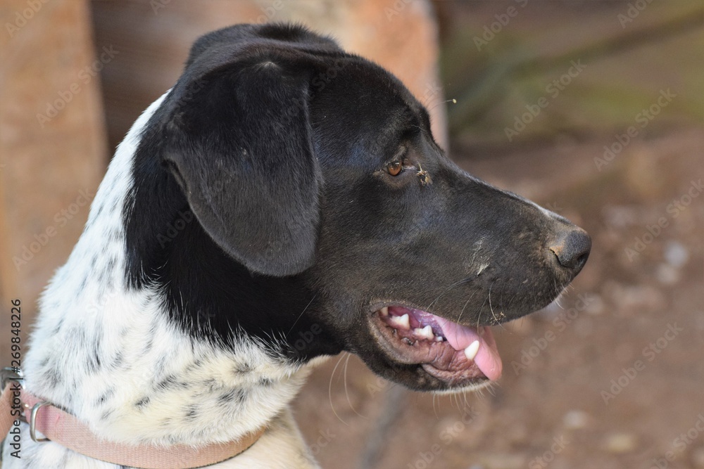 Beautiful happy black and white dog Beautiful happy black and white dog