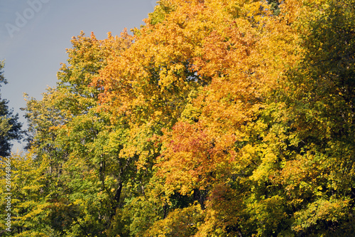 Fototapeta Naklejka Na Ścianę i Meble -  colored autumn trees (forest)