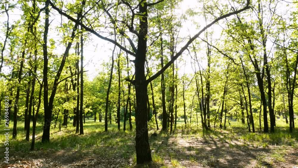 Nature green forest sunset Nature green forest sunset